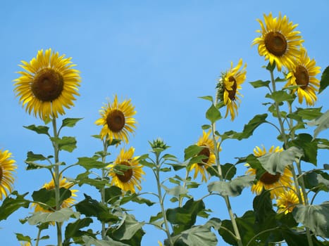 Sunflowers against blue sky in look up view from the ground