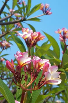 Beautiful branch of tropical plant frangipani flowers(Plumeria) with blue sky