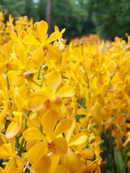 Flowers of Mokara orchid in tropical garden with shallow DoF(depth of field), floral background