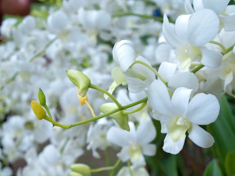 Flowers of Dendrobium orchid in tropical garden, floral background