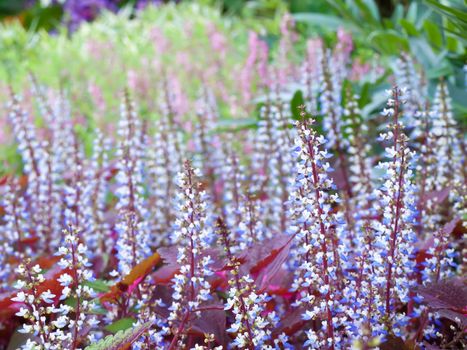 Colorful field of coleus flowers with shallow DoF(depth of field), Solenostemon scutellarioides common name Coleus, Flame Nettle, Painted Nettle