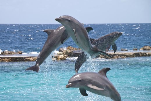 Four Dolphins showing off in the Caribbean water