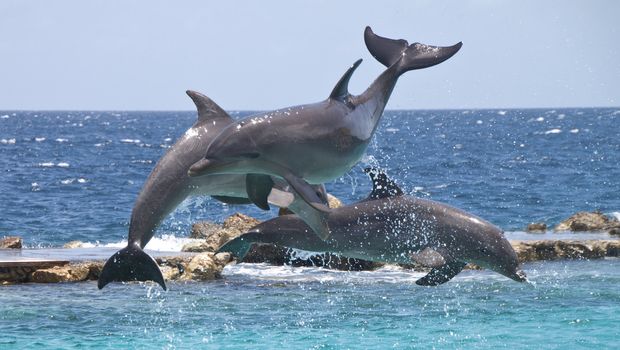 Three Dolphins showing off in the Caribbean water