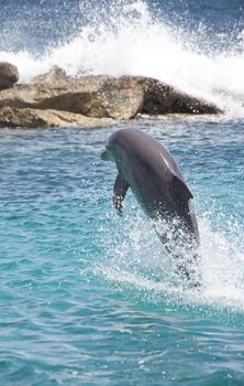 Dolphin showing off in the Caribbean water