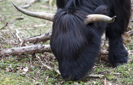 Scottish Highland close up