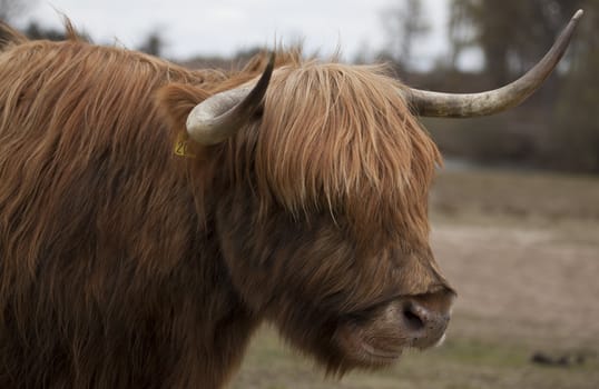 Scottish Highland close up