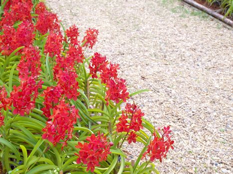 Walkway among red orchid flowers in the park
