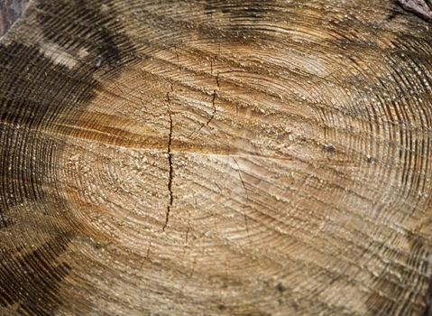 Wooden background texture