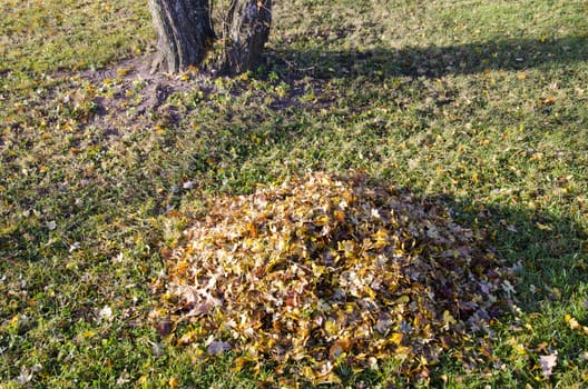 Rake leaves pile and tree trunk sun lit in autumn.