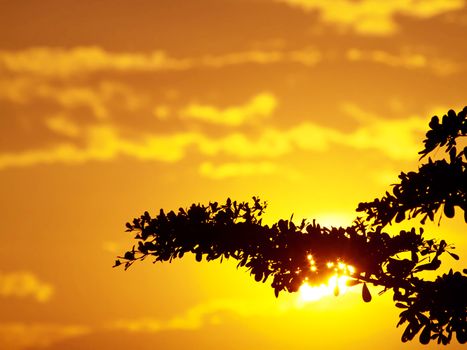 Sun shining through branch of tree with golden sky