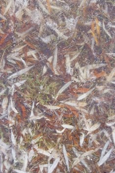 Background of willow leaves and air bubbles frozen in ice.