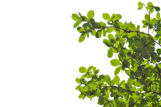 Beautiful green leafs isolate on white background