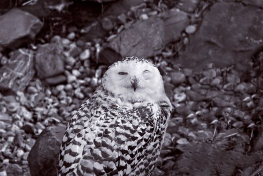 Snowy owl, large owl of the typical owl family Strigidae, sitting among stones.