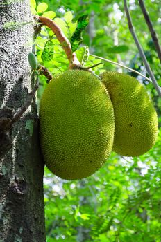 breadfruit in the jungles of Sri Lanka