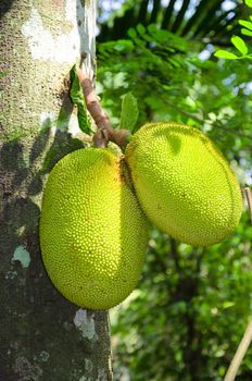 breadfruit in the jungles of Sri Lanka