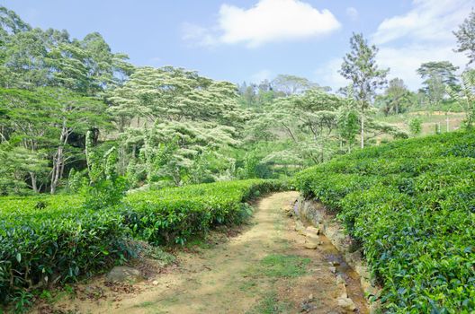 Landscape with a tea plantation emerald green in the early morning in the mountains of Sri Lanka