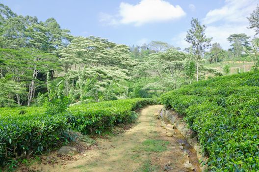 Landscape with a tea plantation emerald green in the early morning in the mountains of Sri Lanka