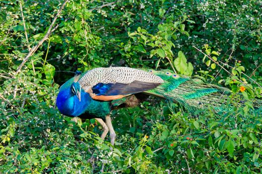 wild peacock in Yala National Park (Sri Lanka)
