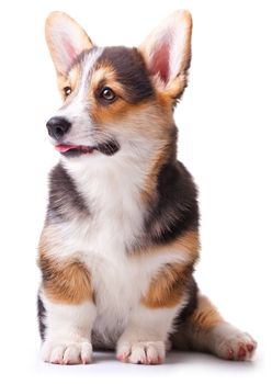 puppy dog breed Welsh Corgi, Pembroke on white