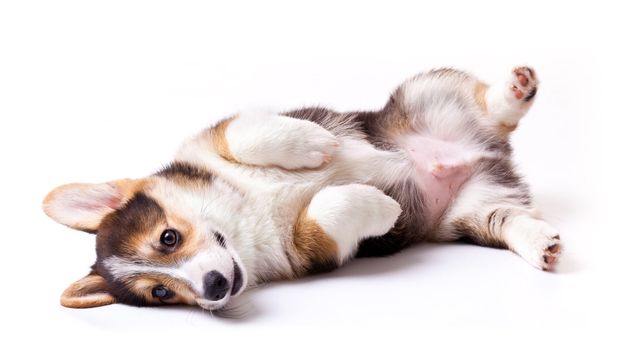 puppy dog breed Welsh Corgi, Pembroke on white