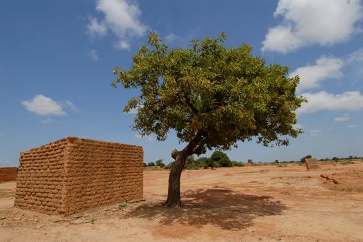 Africa, Burkina Faso shea butter tree