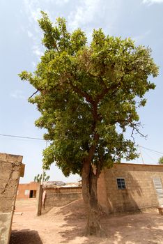Africa, Burkina Faso shea tree