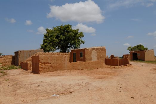 Africa, Burkina Faso shea tree