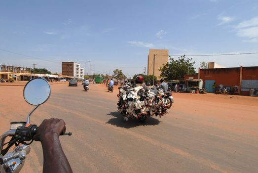 Africa, Burkina Faso transport of chickens