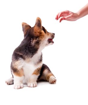 puppy dog breed Welsh Corgi, Pembroke on white