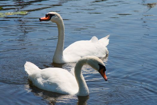 pair of swans swimming together in pond