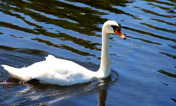 single swan swimming in lake