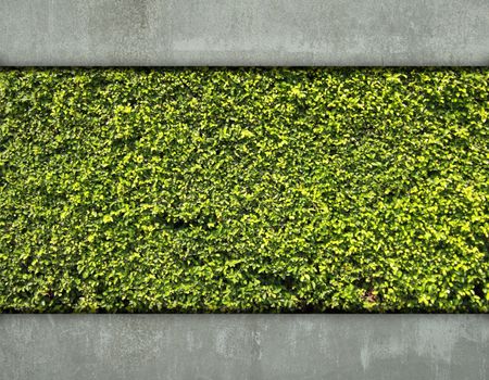 Cement wall and green leaf for background