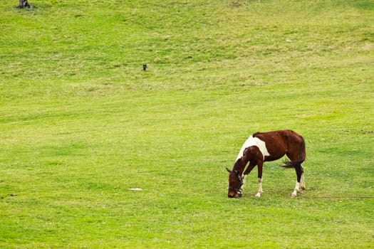 Horse on green field background