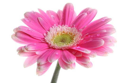 Pink gerbera with dew on white background 