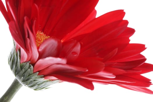 Close up of red gerbera and petals with water drop on white, Shallow Depth of Field focus patal