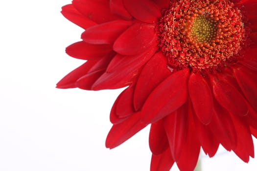 Close up of red gerbera and petals with water drop on white