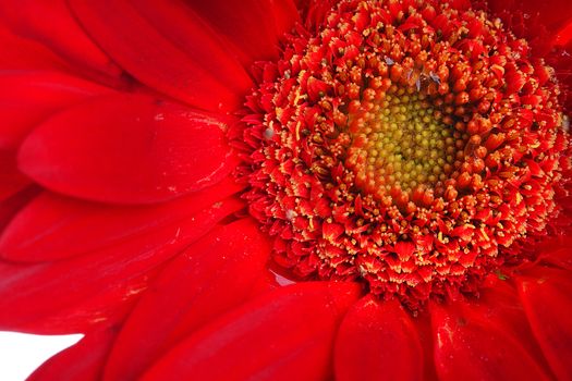 Extreme close up of red gerbera and petals with water drop on white