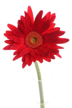 Red gerbera in a  glass round vase