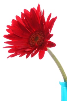 Red gerbera in a blue glass round vase with copyspace