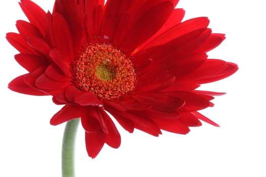 Close up of red gerbera and petals with water drop on white