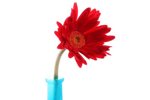 Red gerbera in a blue glass round vase with copyspace