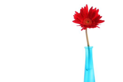 Red gerbera in a blue glass round vase with copyspace