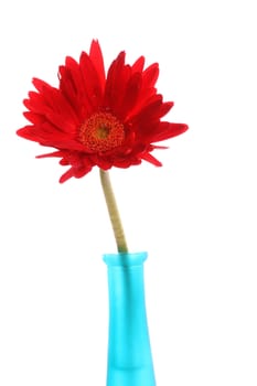 Red gerbera in a blue glass round vase with copyspace
