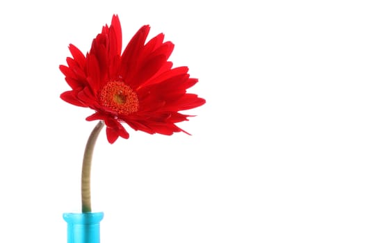 Red gerbera in a blue glass round vase with copyspace