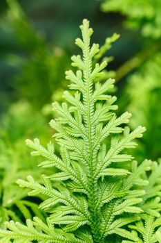 Green lush ferns growing in forest in wild