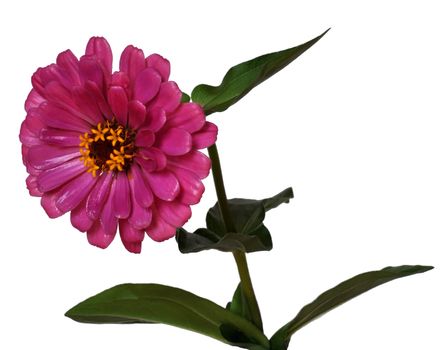 Flower Zinnia with green leaves, isolated on white background