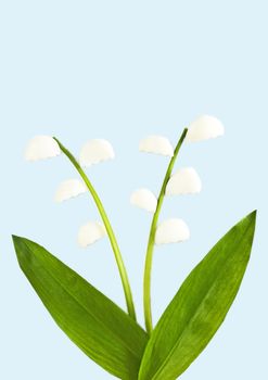 lily of the valley made of wild garlic and egg