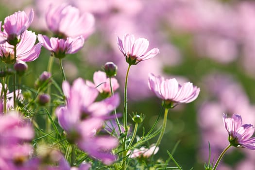 Blossom pink flower in a beautiful day.