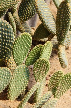 Detail of cactus growing in the garden.