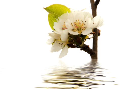 white flower with reflex